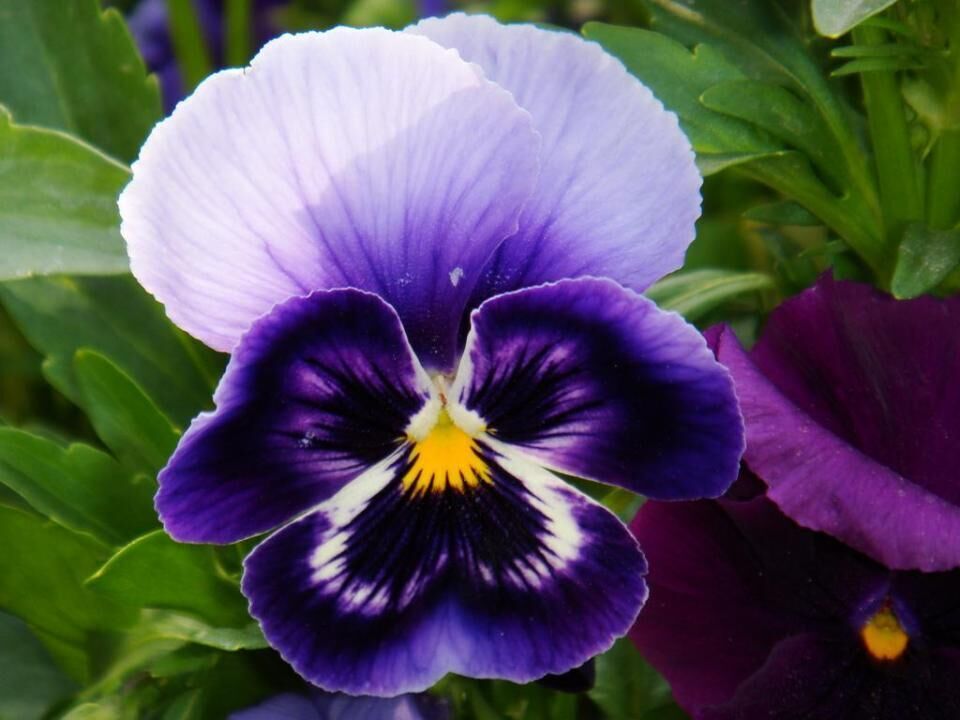 #45. Violet